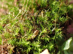 Leptobryum pyriforme