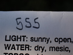 Leptobryum pyriforme