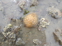 Doris wellingtonensis