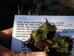 Plagiomnium ellipticum