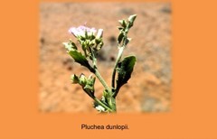 Pluchea dunlopii