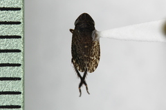 Aphrodini