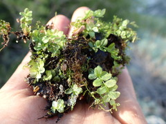 Plagiomnium ellipticum