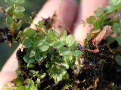 Plagiomnium ellipticum