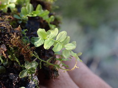 Plagiomnium ellipticum