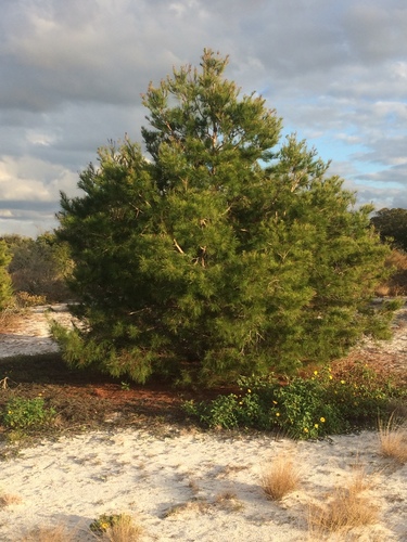 Sand pine (Pinus clausa)