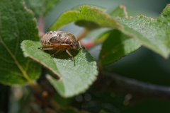 Peribalus strictus strictus