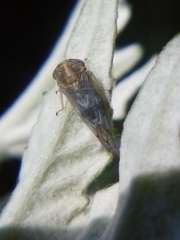 Tremulicerus distinguendus