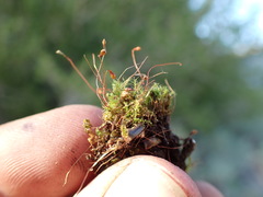 Leptobryum pyriforme