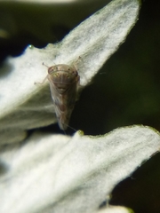 Tremulicerus distinguendus