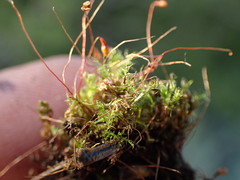 Leptobryum pyriforme
