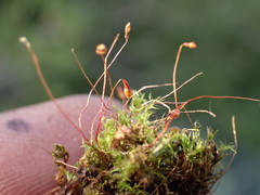 Leptobryum pyriforme