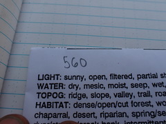 Leptobryum pyriforme