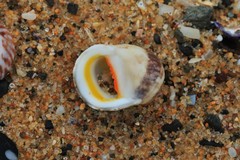 Nerita erythrostoma