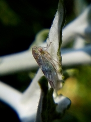 Tremulicerus distinguendus