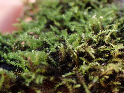 Image of Hygroamblystegium varium by (c) Martin Purdy, some rights reserved (CC BY)