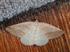 Petrophora subaequaria