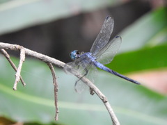 Cannaphila