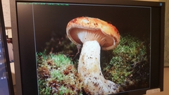 Agaricomycetes