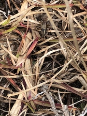 Allonemobius socius