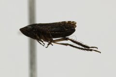 Aphrodini