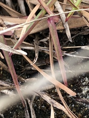 Allonemobius socius