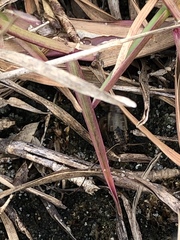 Allonemobius socius