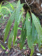 Microgramma percussa