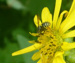 Paranthidium jugatorium
