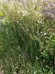 Bolboschoenus caldwellii