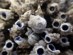 Micrelenchus huttonii