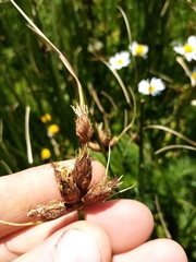Bolboschoenus caldwellii