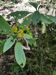 Verbesina oncophora