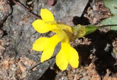 Goodenia pusilla