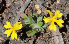 Goodenia pusilla