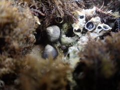 Micrelenchus huttonii