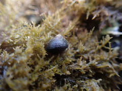 Micrelenchus huttonii