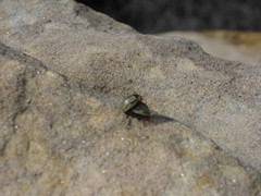 Zygogramma exclamationis