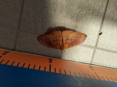 Syntherata melvilla