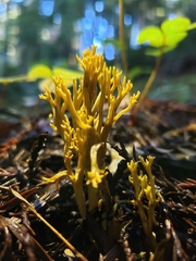 Ramaria sandaracina