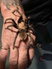 Aphonopelma chalcodes
