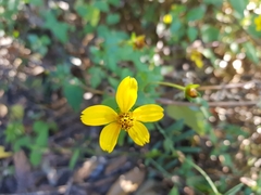 Bidens ostruthioides