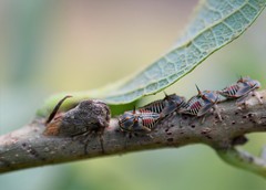 Platycotis tuberculata