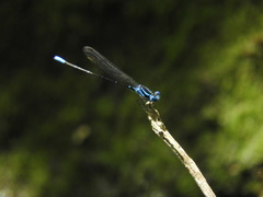 Argia gaumeri