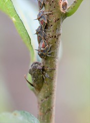 Platycotis tuberculata