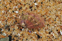 Stomatella impertusa