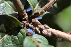 Platycotis tuberculata