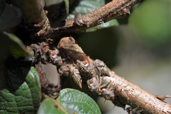 Platycotis tuberculata