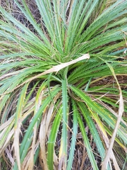 Eryngium proteiflorum