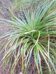 Eryngium proteiflorum